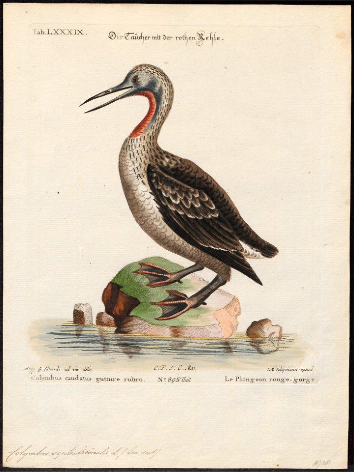 Colymbus septentrionalis - 1700-1880 - Print - Iconographia Zoologica - Special Collections University of Amsterdam - UBA01 IZ17800021