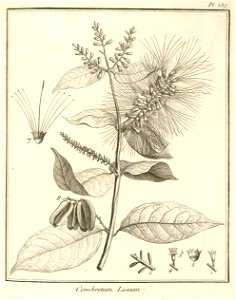Combretum laxum Aublet 1775 pl 137. Free illustration for personal and commercial use.