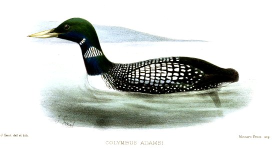 ColymbusAdamsiKeulemans