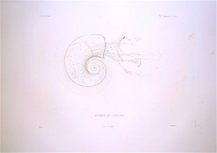 Bonite-mollusques-pl23bis