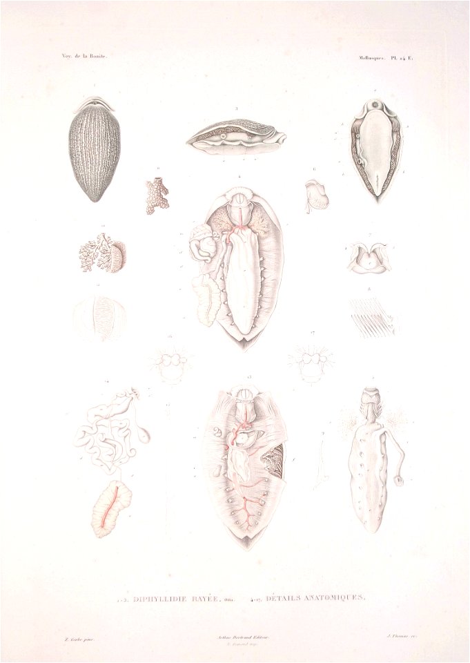 Bonite-mollusques-pl24E