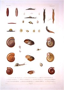 Bonite-mollusques-pl28