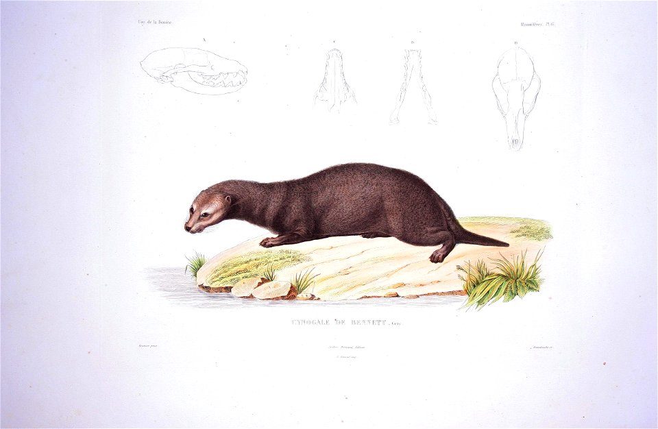 Bonite-mammifères-pl06