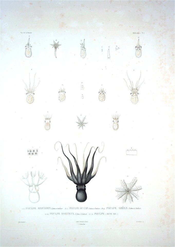 Bonite-mollusques-pl01