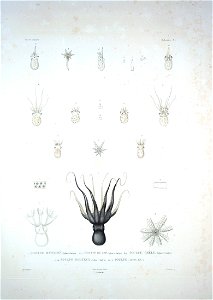 Bonite-mollusques-pl01