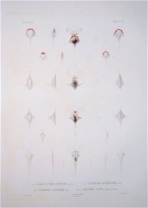 Bonite-mollusques-pl06