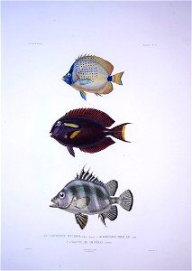 Bonite-poissons-pl02