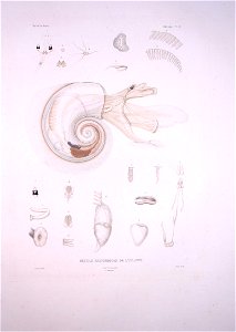 Bonite-mollusques-pl23