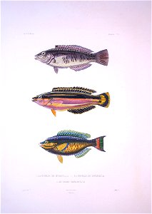 Bonite-poissons-pl06
