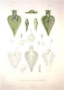 Bonite-mollusques-pl24D