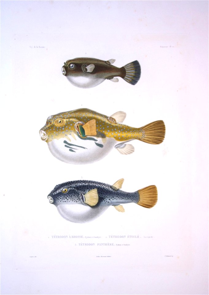 Bonite-poissons-pl10