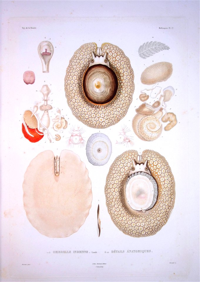 Bonite-mollusques-pl27