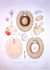 Bonite-mollusques-pl27