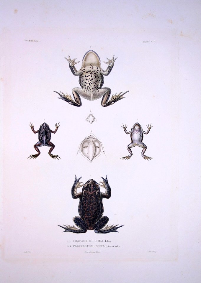 Bonite-reptile-pl05