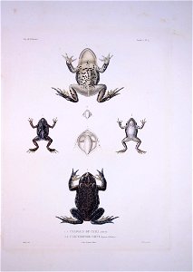Bonite-reptile-pl05