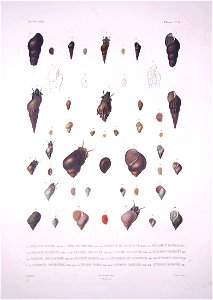 Bonite-mollusques-pl31