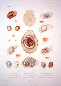 Bonite-mollusques-pl35