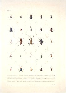 Bonite-insectes-pl02