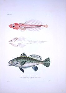 Bonite-poissons-pl01