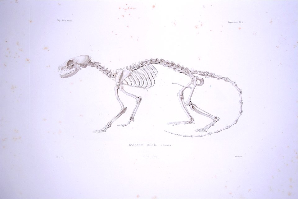 Bonite-mammifères-pl04