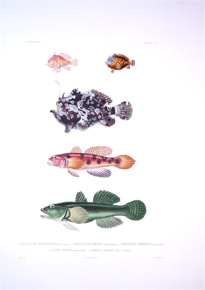 Bonite-poissons-pl05