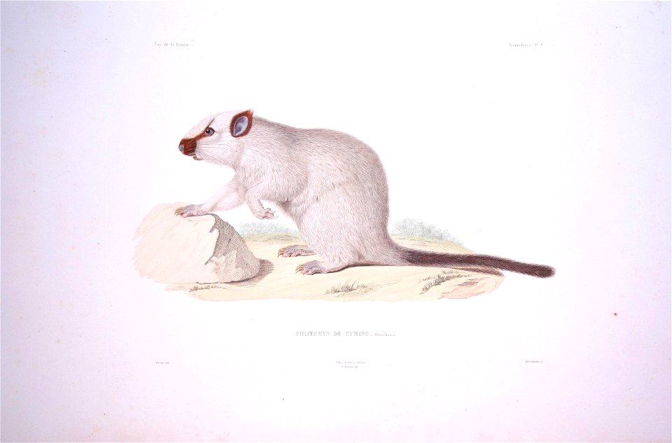 Bonite-mammifères-pl08
