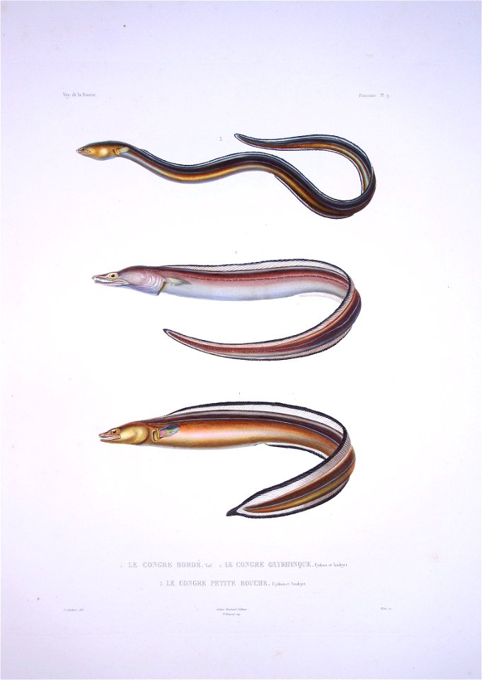 Bonite-poissons-pl09