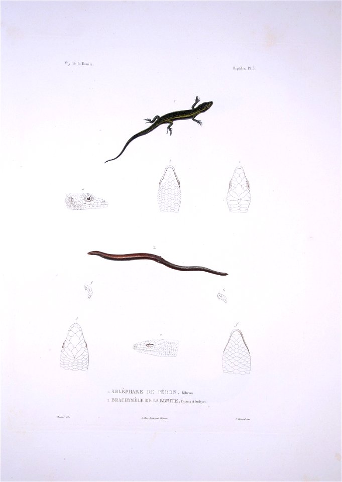 Bonite-reptile-pl03