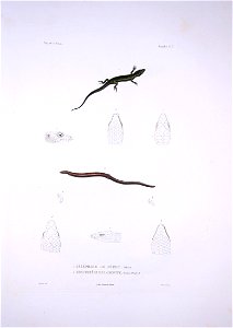 Bonite-reptile-pl03