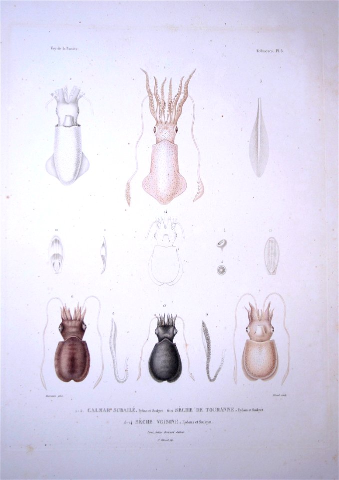Bonite-mollusques-pl03