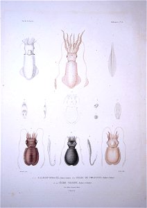 Bonite-mollusques-pl03