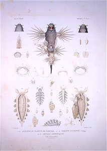Bonite-mollusques-pl24bis
