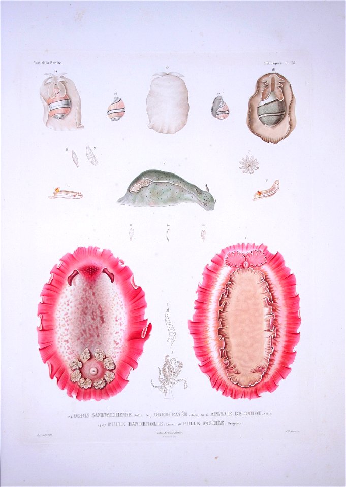 Bonite-mollusques-pl25