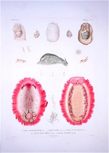 Bonite-mollusques-pl25