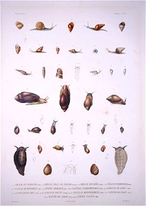 Bonite-mollusques-pl29