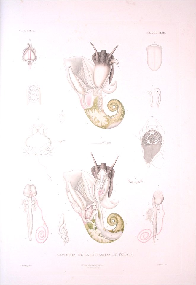 Bonite-mollusques-pl33