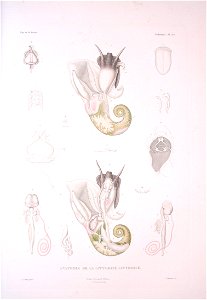 Bonite-mollusques-pl33