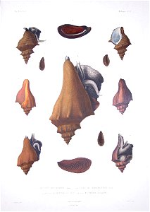 Bonite-mollusques-pl42
