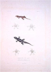 Bonite-reptile-pl01