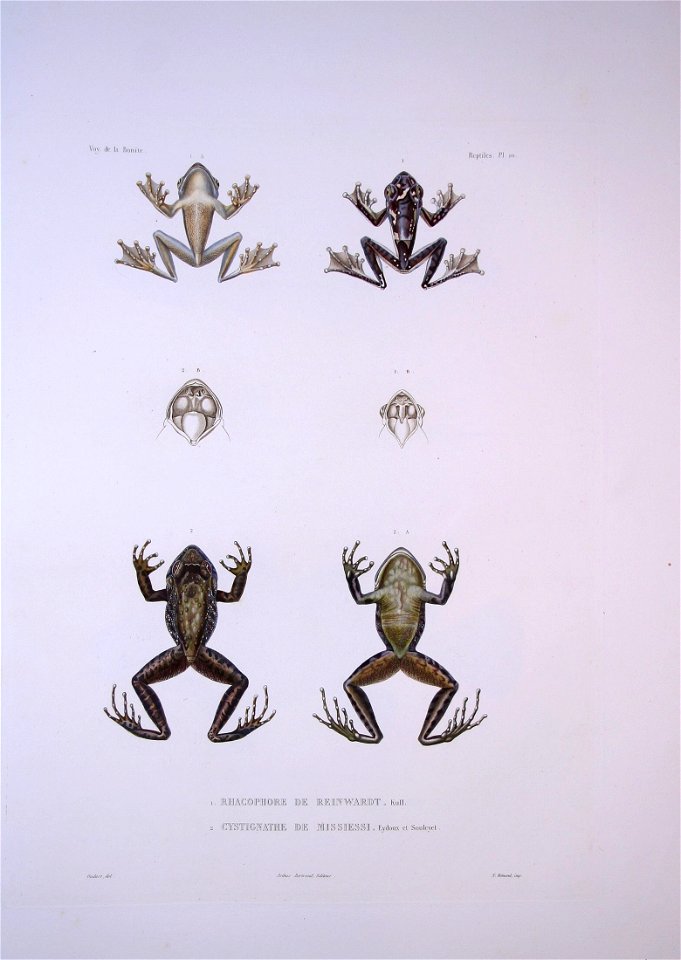 Bonite-reptile-pl06