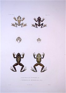 Bonite-reptile-pl06