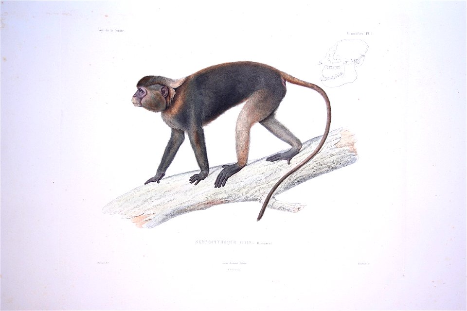 Bonite-mammifères-pl01
