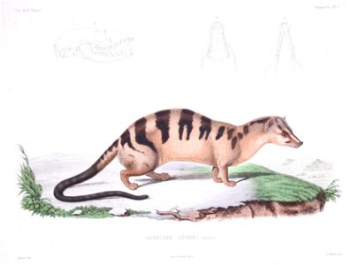 Bonite-mammifères-pl05