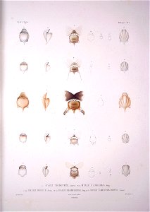Bonite-mollusques-pl04
