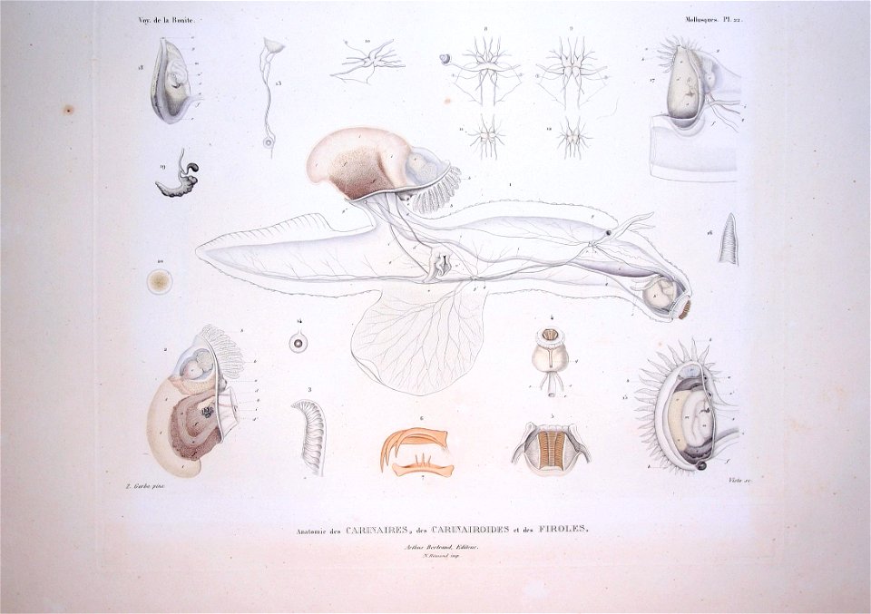 Bonite-mollusques-pl22