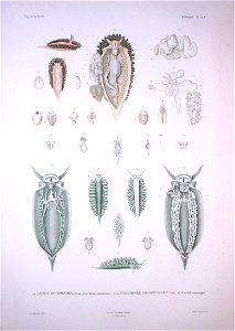 Bonite-mollusques-pl24C