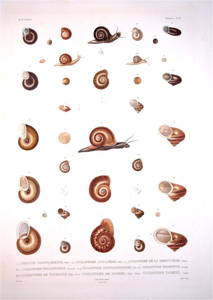Bonite-mollusques-pl30