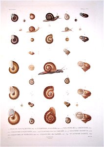 Bonite-mollusques-pl30