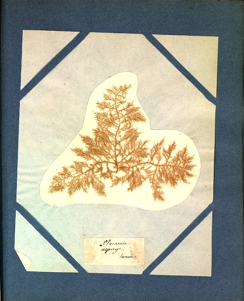 Bonnemaisonia asparagoides