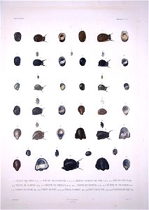 Bonite-mollusques-pl34
